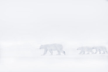 Polar bear walking with her two cubs in the snow. - MINF03938