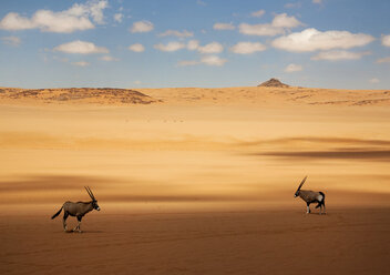 Zwei Oryxantilopen stehen in der afrikanischen Wüste. - MINF03944