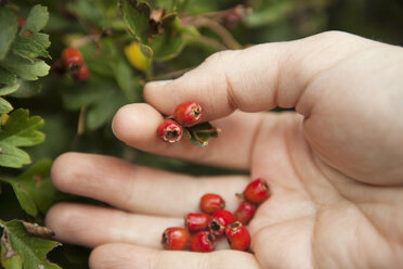 Close up of a forager's hand picking red Hawthorn berries from the hedgerow. - MINF03962