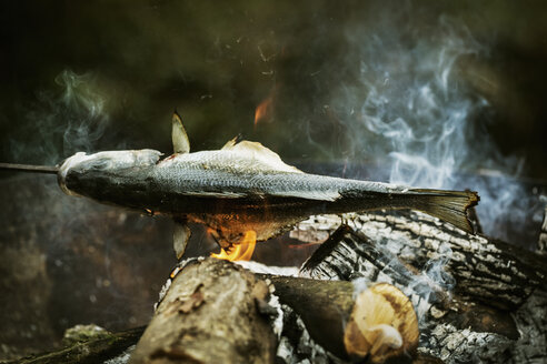 Whole fish grilled on a barbecue. - MINF03997