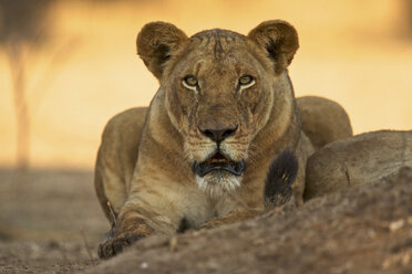 Löwin (Panthera leo), Mana Pools National Park, Simbabwe, Afrika - ISF19613