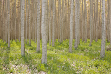 Poplar tree plantation, tree nursery growing tall straight trees with white  bark in Oregon, USA stock photo