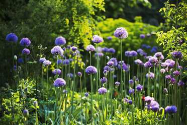 Lila Allium in einem Garten. - MINF04393