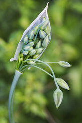 Nahaufnahme einer grünen Allium-Schote. - MINF04394