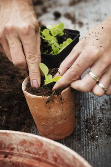 Nahaufnahme einer Person, die einen Setzling in einen Terrakotta-Blumentopf pflanzt. - MINF04411