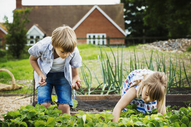 Junge und Mädchen stehen an einem Gemüsebeet in einem Garten und pflücken Gemüse. - MINF04412