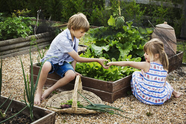 Ein Junge und ein Mädchen stehen an einem Gemüsebeet in einem Garten und pflücken frische Produkte, einen Korb mit Zwiebeln. - MINF04415