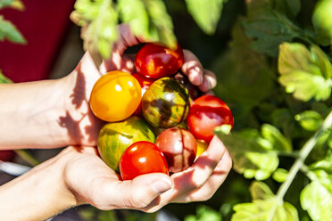 Mädchen hält bunte Tomaten in der Hand - SARF03871