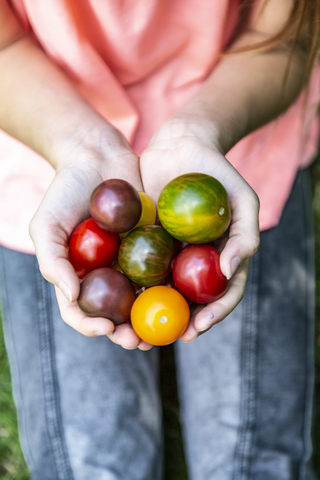 Mädchen hält bunte Tomaten in der Hand, lizenzfreies Stockfoto