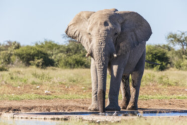 Namibia, Etosha-Nationalpark, Afrikanischer Elefant am Wasserloch - FOF09974