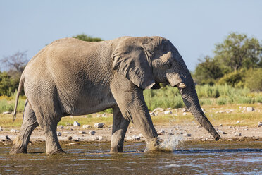 Namibia, Etoscha-Nationalpark, Afrikanischer Elefant geht durch Wasserloch - FOF09975