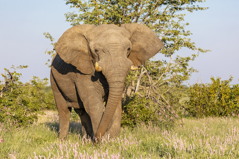 Namibia, Etosha-Nationalpark, Afrikanischer Elefant, lizenzfreies Stockfoto