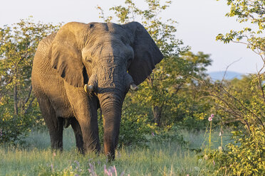Namibia, Etosha National Park, Afrikanischer Elefant bei Sonnenuntergang - FOF09978
