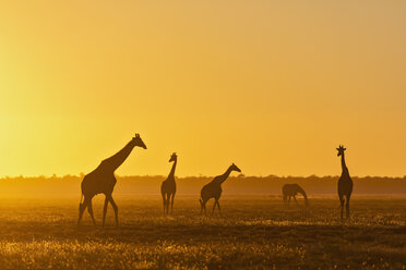 Africa, Namibia, Etosha National Park, Giraffes at sunset, Giraffa camelopardalis - FOF09979