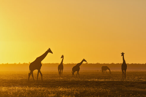 Afrika, Namibia, Etosha-Nationalpark, Giraffen bei Sonnenuntergang, Giraffa camelopardalis - FOF09979