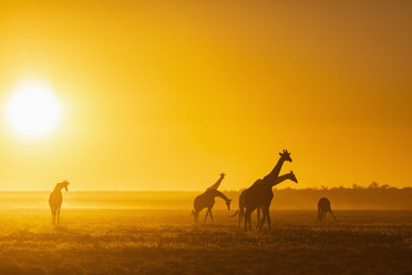 Afrika, Namibia, Etosha-Nationalpark, Giraffen bei Sonnenuntergang, Giraffa camelopardalis - FOF09980