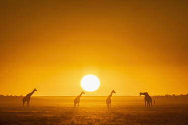 Africa, Namibia, Etosha National Park, Giraffes at sunset, Giraffa camelopardalis - FOF09981