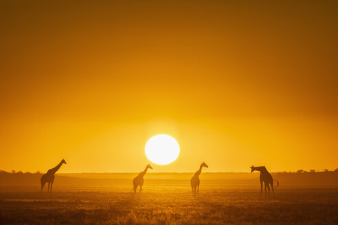 Afrika, Namibia, Etosha-Nationalpark, Giraffen bei Sonnenuntergang, Giraffa camelopardalis - FOF09981