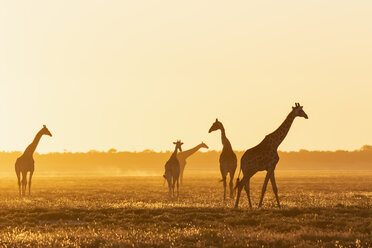 Afrika, Namibia, Etosha-Nationalpark, Giraffen bei Sonnenuntergang, Giraffa camelopardalis - FOF09982