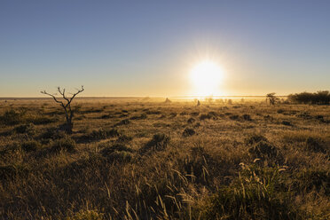 Afrika, Namibia, Etosha-Nationalpark, Landschaft, Steppe bei Sonnenaufgang - FOF09984