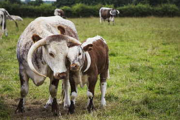 Englische Longhorn-Rinder mit Kalb auf einer Weide - MINF04649