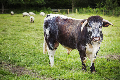 Englische Longhorn-Rinder auf einer Weide. - MINF04651