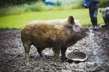 A pig stood in a muddy field next to a feeding bucket. - MINF04661