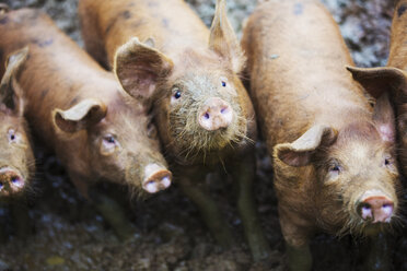 A group of pigs in a muddy field. - MINF04664