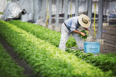 A man working in a greenhouse harvesting a commercial food crop, the mizuna vegetable plant. - MINF04723