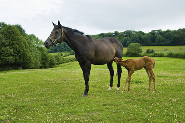 A horse and foal in a field. - MINF04802