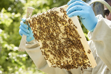 Ein Imker hält einen hölzernen Bienenstockrahmen voller Bienen. - MINF04840