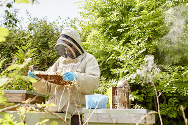 Ein Imker in einem Imkeranzug mit Gesichtsschutz kontrolliert und öffnet seine Bienenstöcke. - MINF04843