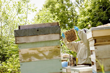 Ein Imker in einem Schutzanzug und mit bedecktem Gesicht kontrolliert seine Bienenstöcke. - MINF04845