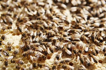 Bienen bei der Arbeit an einer Honigwabe in einem Bienenstock. - MINF04846