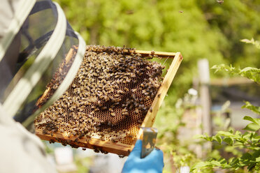 Ein Imker im Anzug, mit verdecktem Gesicht, hält einen mit Bienen besetzten Wabenrahmen. - MINF04848