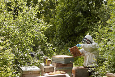 Ein Imker inspiziert die Bienenstöcke in einer Kleingartenanlage. - MINF04852