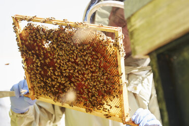 Ein Imker hält einen Superrahmen hoch, dessen Zellen von Arbeitsbienen mit Honig gefüllt sind. - MINF04853