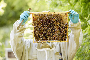 Ein Imker mit blauen Handschuhen, der einen mit Bienen besetzten Honigtopf oder -rahmen hochhält. - MINF04855