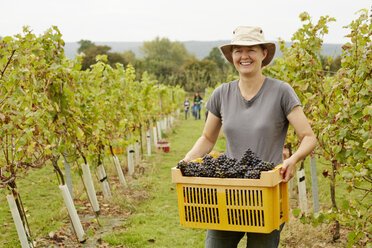 A grape picker in a wide brimmed hat, carrying a plastic crate of picked red grapes - MINF04860