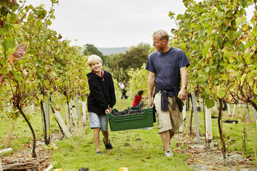 Ein Mann und sein Sohn tragen eine Plastikkiste voller Trauben durch den Weinberg. - MINF04870