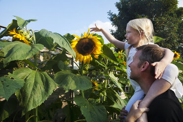 Ein Mädchen, das auf den Schultern seines Vaters sitzt und eine blühende Sonnenblume anfassen will. - MINF04876