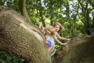 Zwei Mädchen klettern auf einen Baum im Wald. - MINF04893