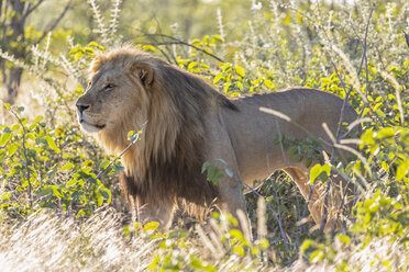 Afrika, Namibia, Etosha-Nationalpark, Männlicher Löwe, Panthera leo - FOF09986