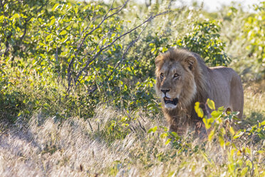 Africa, Namibia, Etosha National Park, male lion, Panthera leo - FOF09987