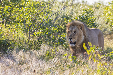 Afrika, Namibia, Etosha-Nationalpark, Männlicher Löwe, Panthera leo - FOF09987