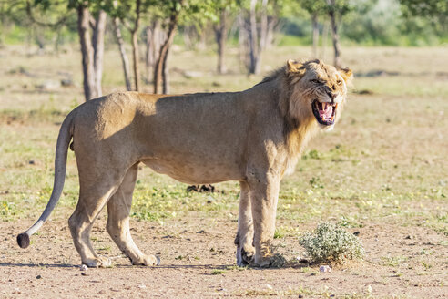 Afrika, Namibia, Etosha-Nationalpark, Männlicher Löwe, Panthera leo - FOF09990