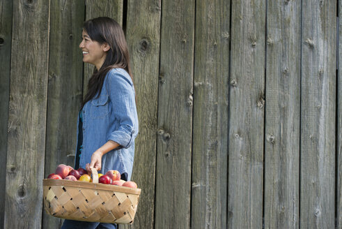 A woman carrying a basket of freshly picked fruit. Plums and peaches. - MINF04913