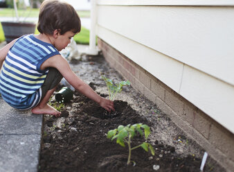 A boy, child planting plants in a flowerbed. - MINF05029