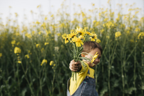 Little boy's hand holding picked yellow flowers in front of rape field - JRFF01779