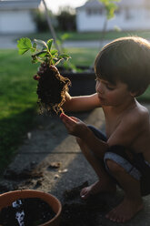 Junge mit nacktem Oberkörper und braunem Haar hockt in einem Garten und hält eine Erdbeerpflanze mit einem Erdklumpen in der Hand. - MINF05072